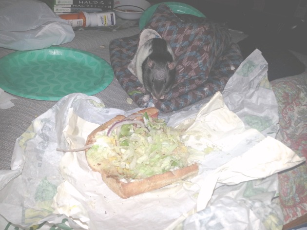 Gryphon Eating His FIRST Chicken Subway Sandwich